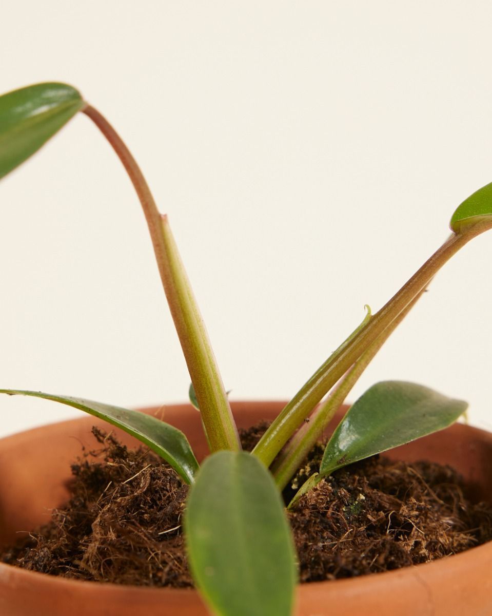 Baby Philodendron Joepii 
