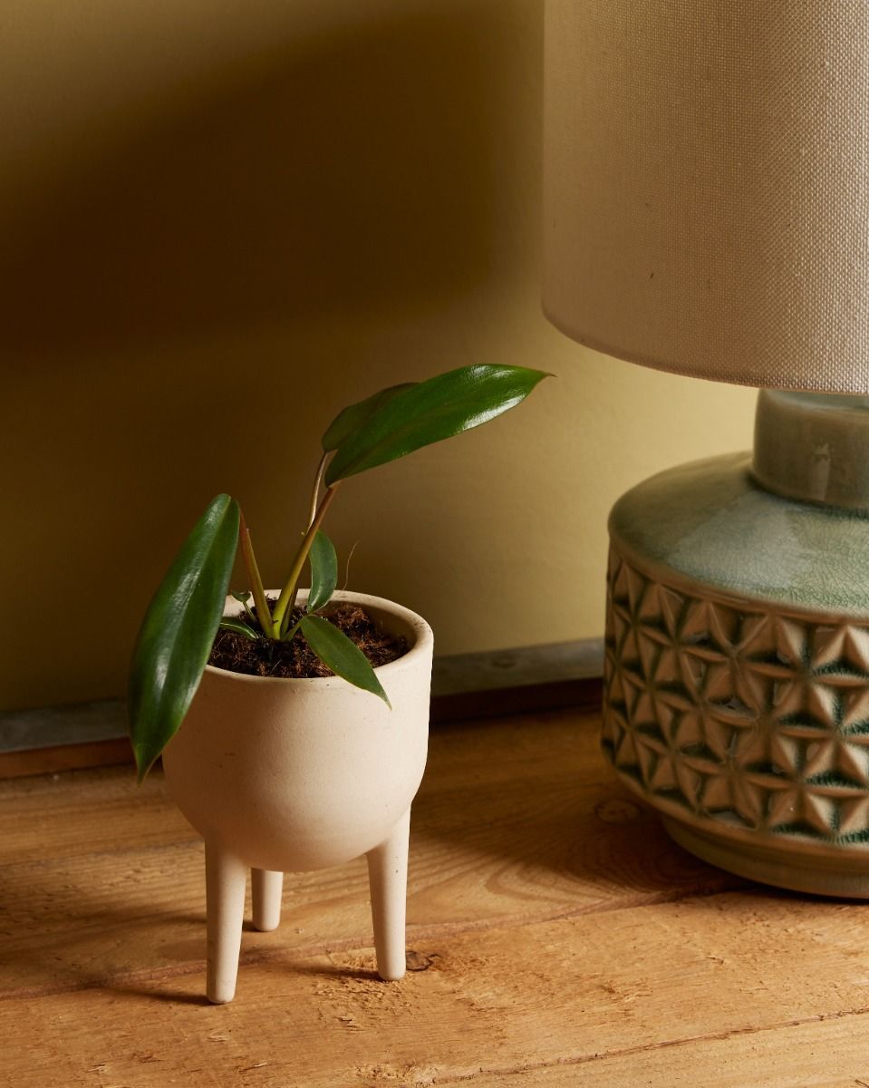 Baby Philodendron Joepii 