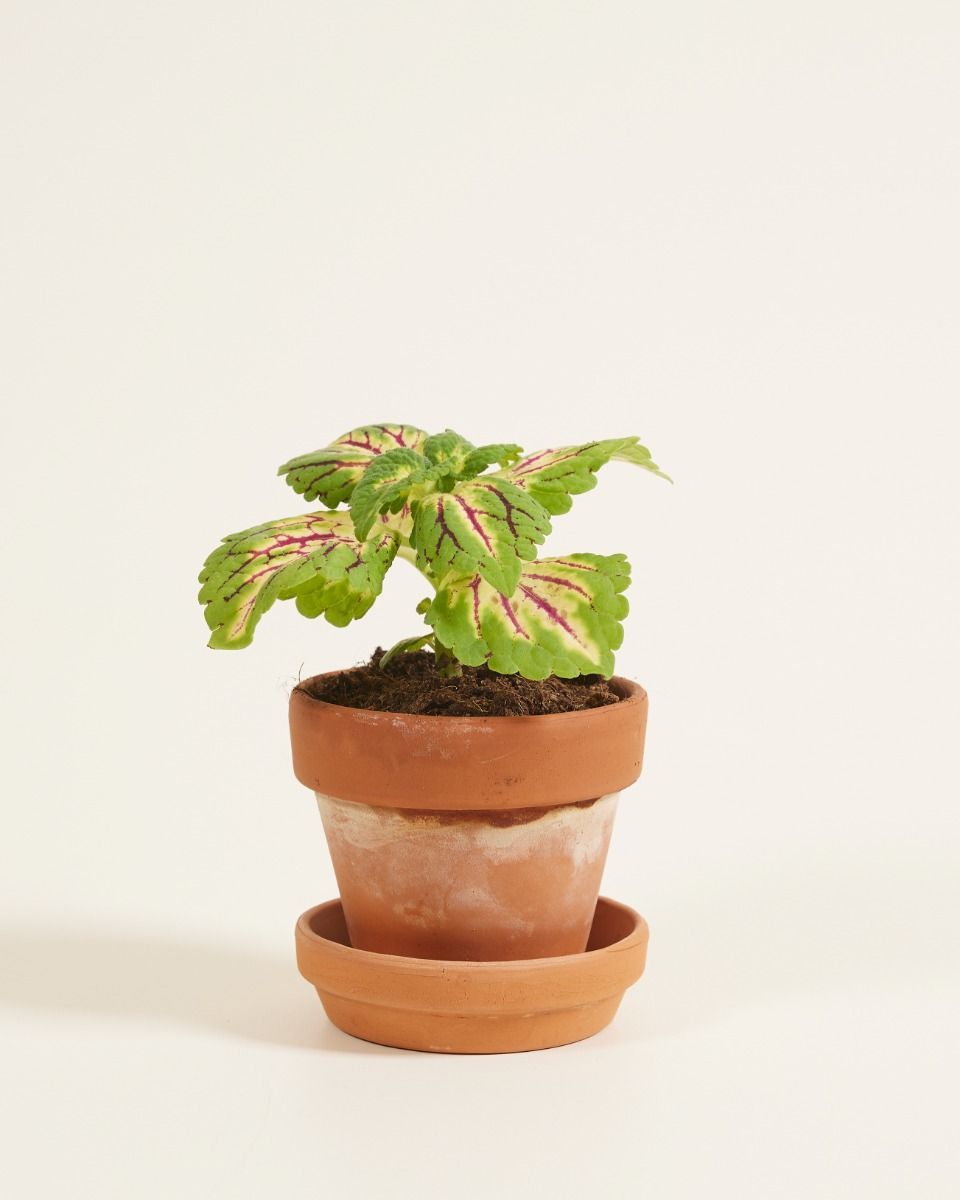 Baby Coleus Spurflower Spacecake 