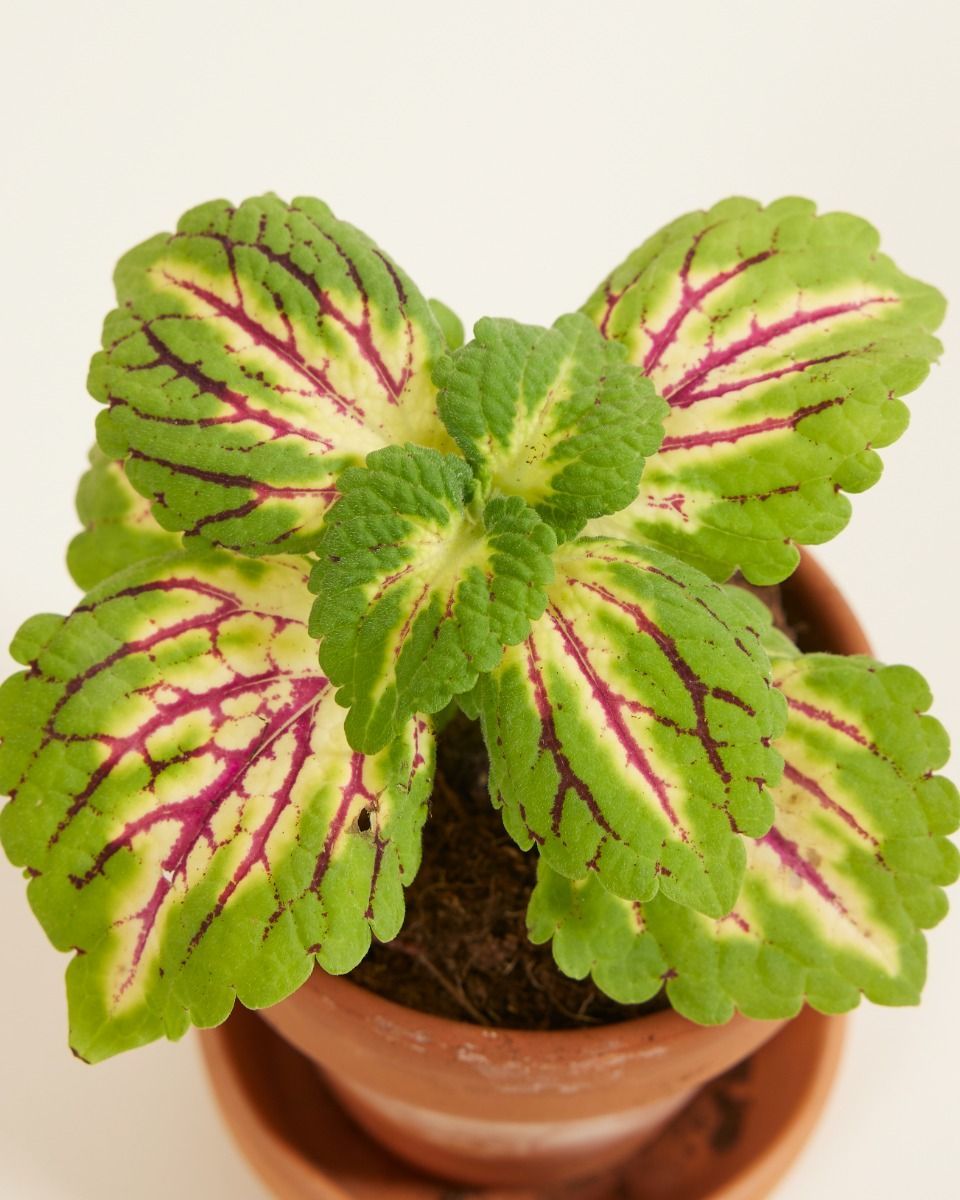Bébé Coleus Solenostemon Spacecake
