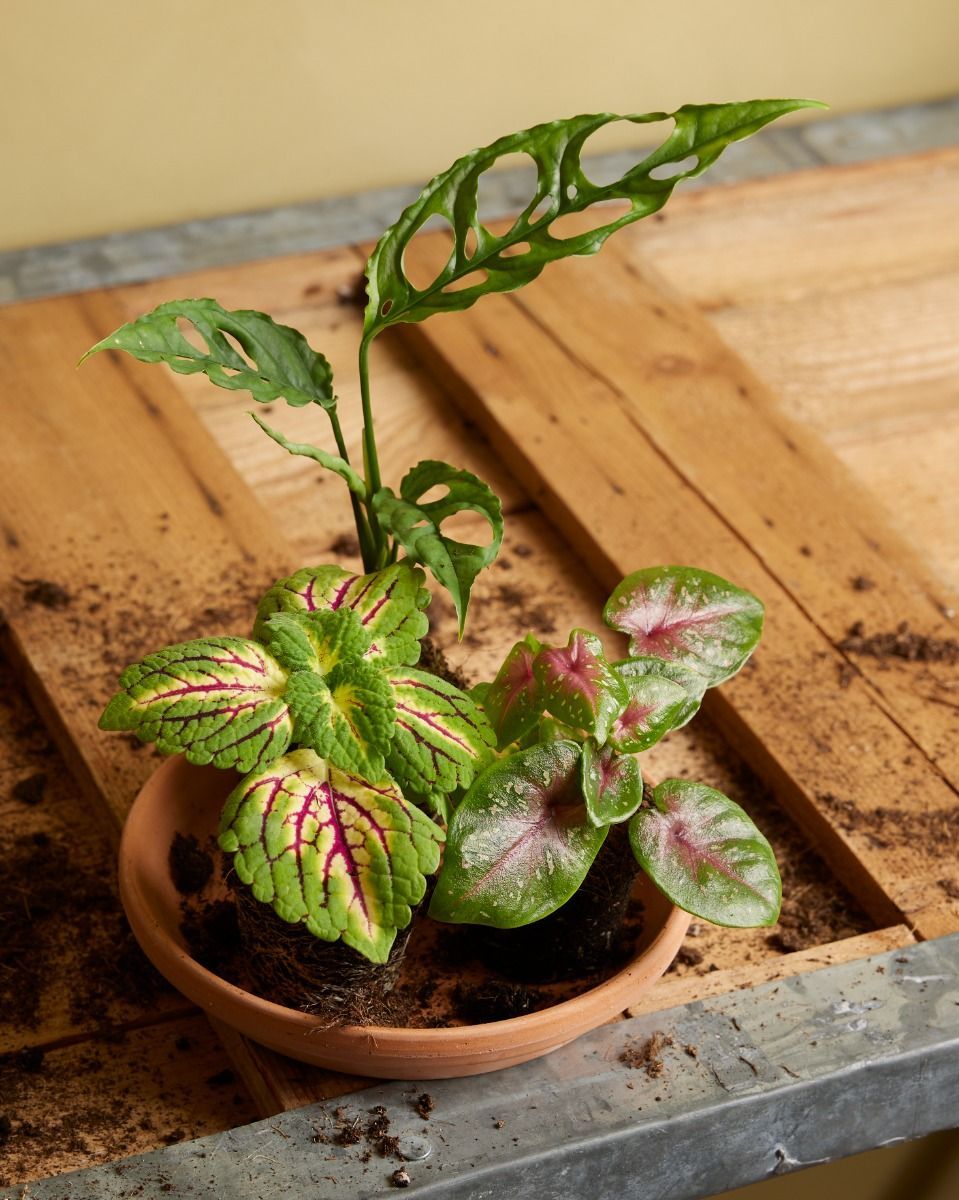 Baby Coleus Spurflower Spacecake 