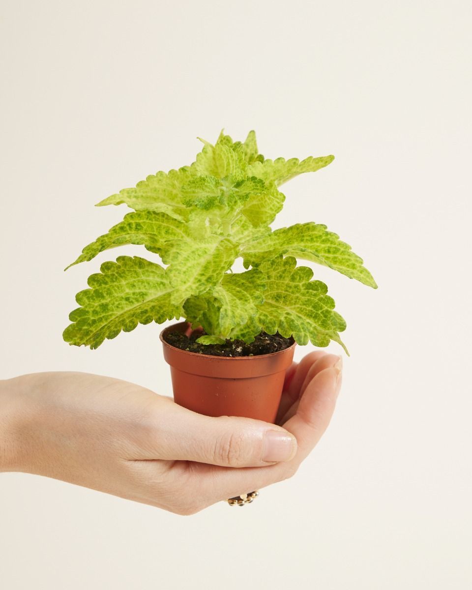 Baby Coleus Siernetel MS River Walk