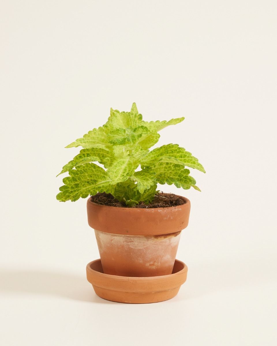 Baby Coleus Siernetel MS River Walk 