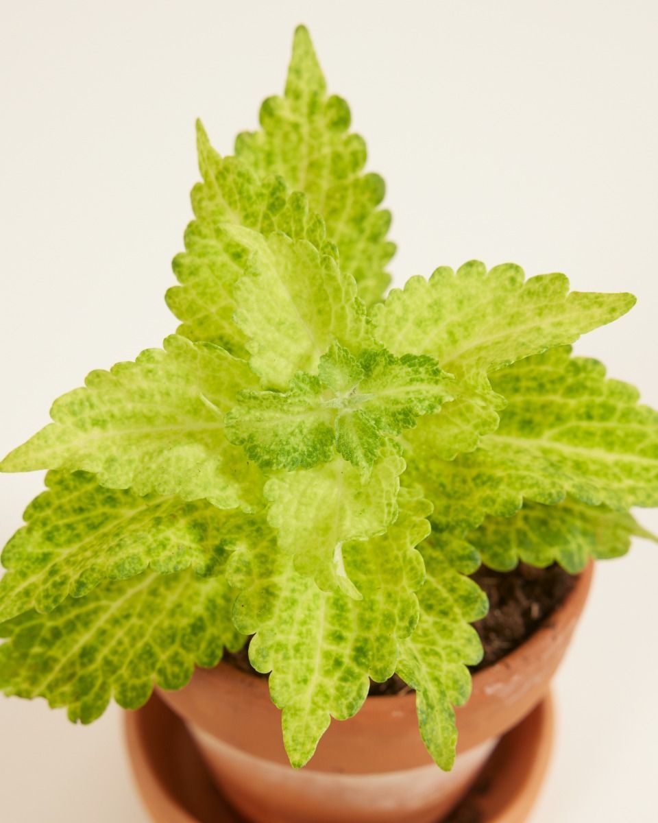 Baby Coleus Siernetel MS River Walk 