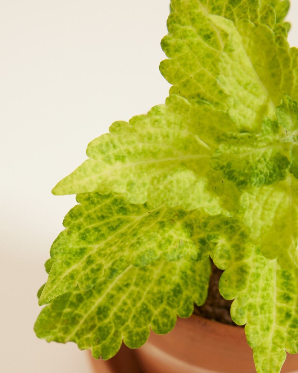 Baby Coleus Siernetel MS River Walk 