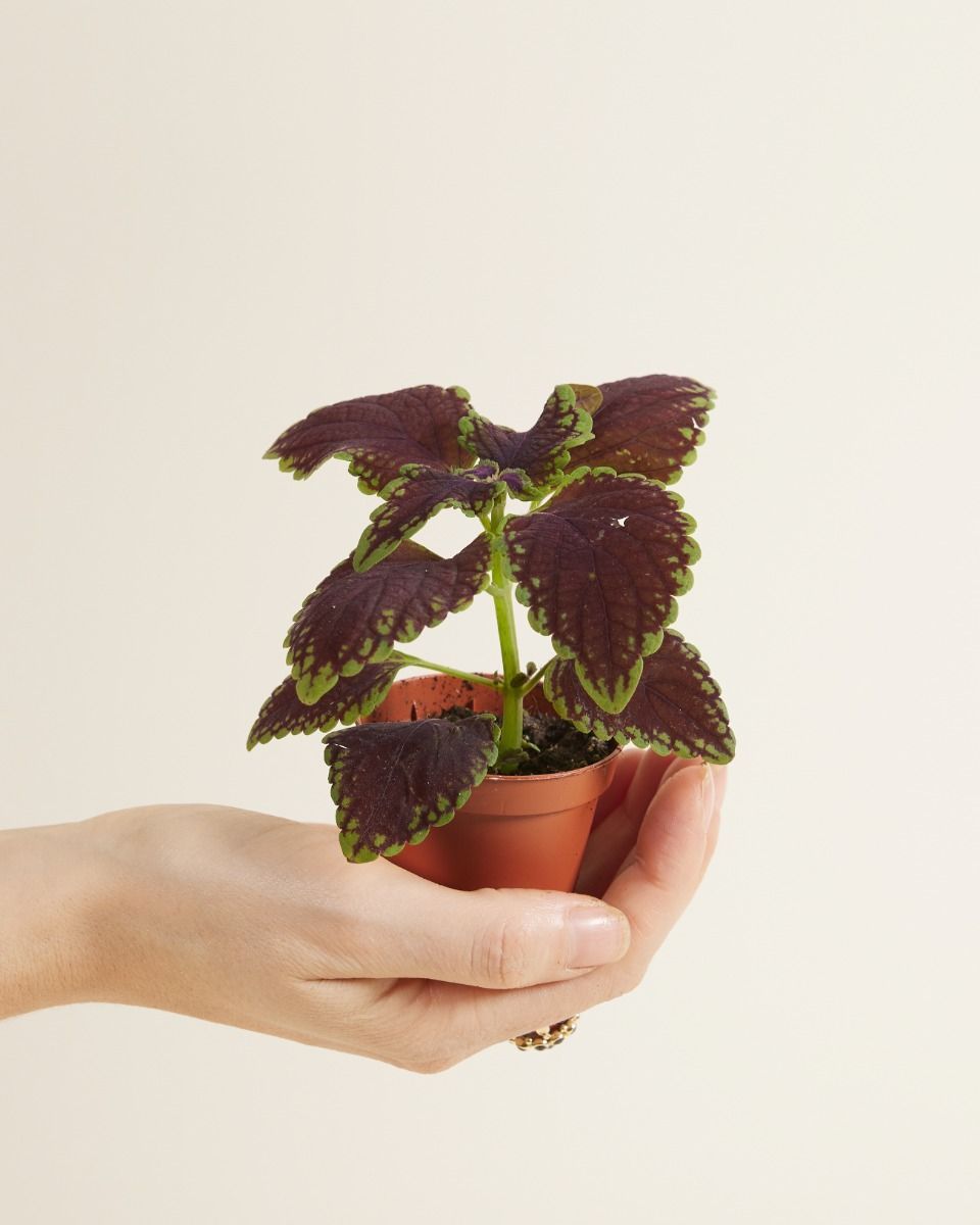 Bébé Coleus Solenostemon 'Main Street Abbey Road'