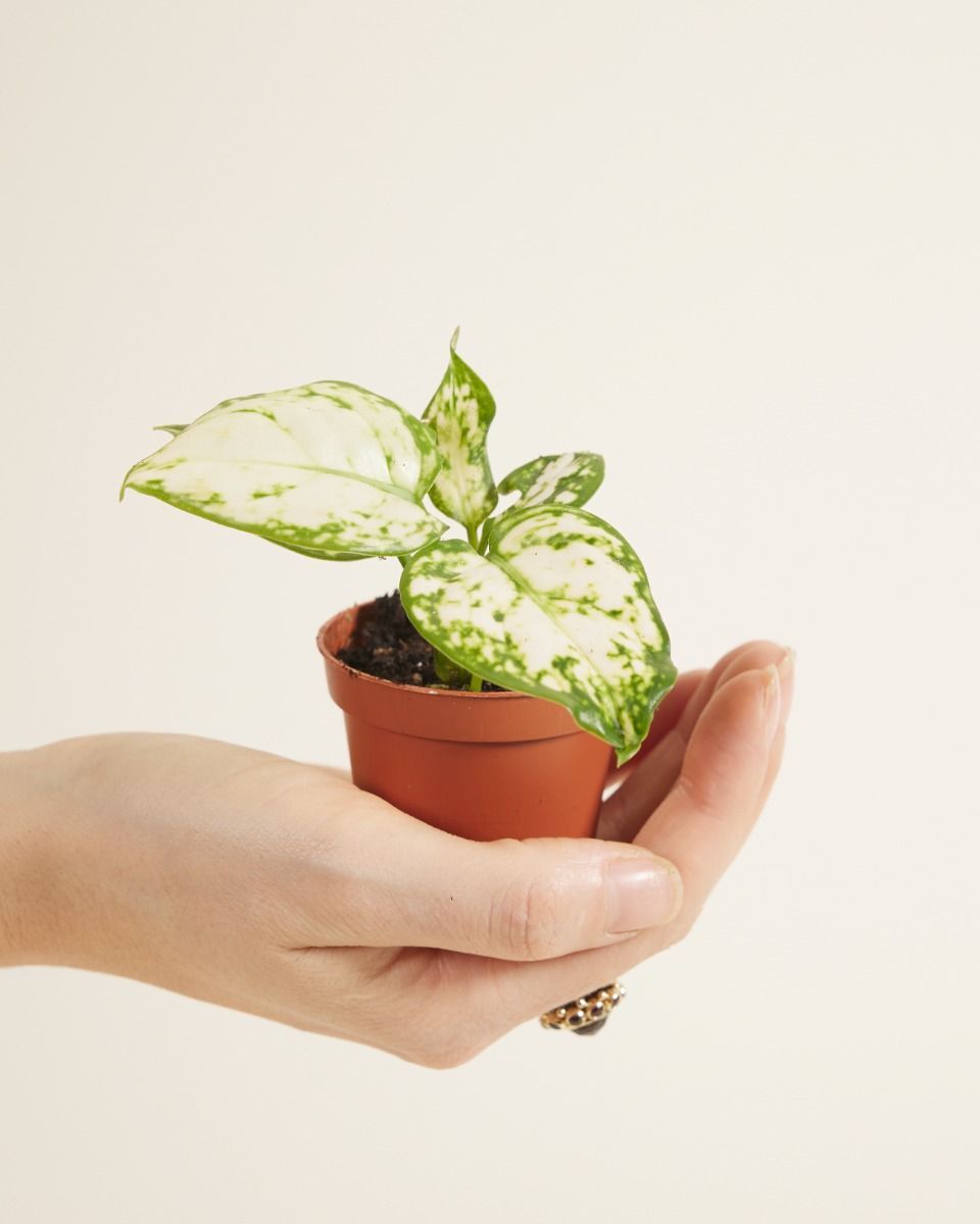 Bébé Aglaonema Aglaonème Snowflake