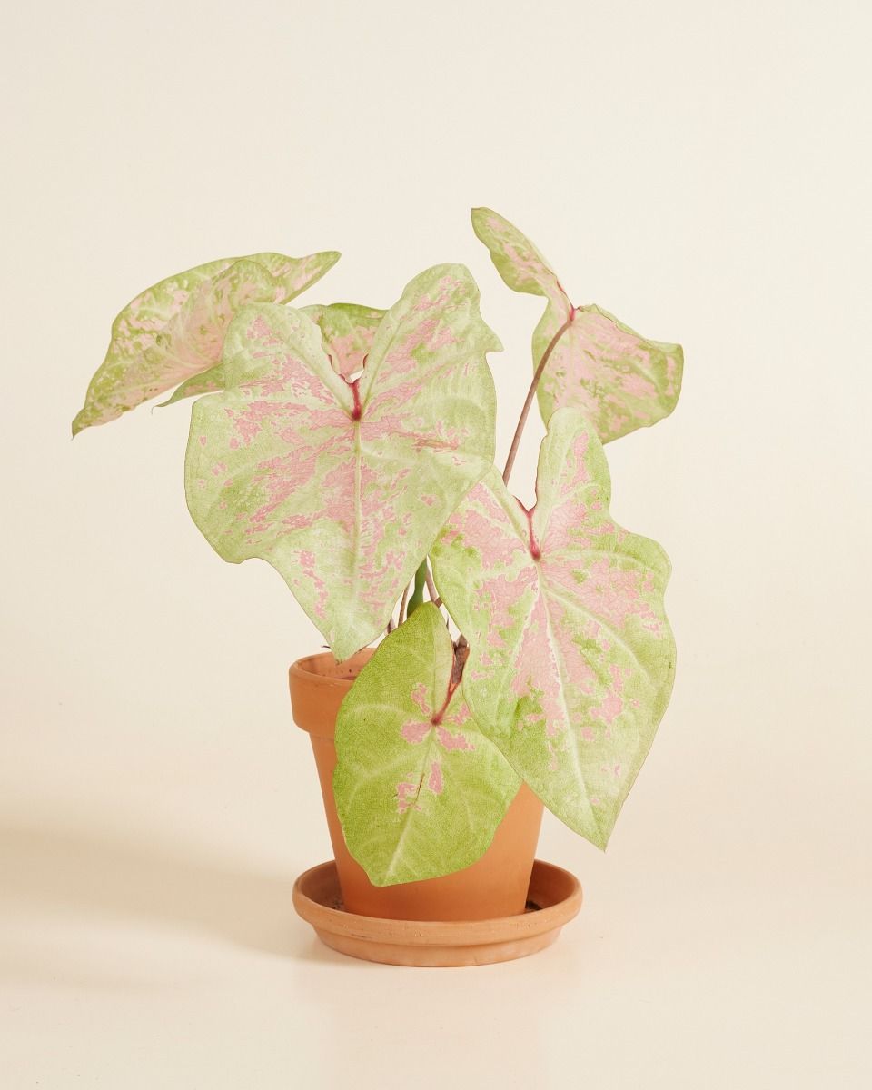 Baby Caladium Caladium Tuber - Seafoam Pink