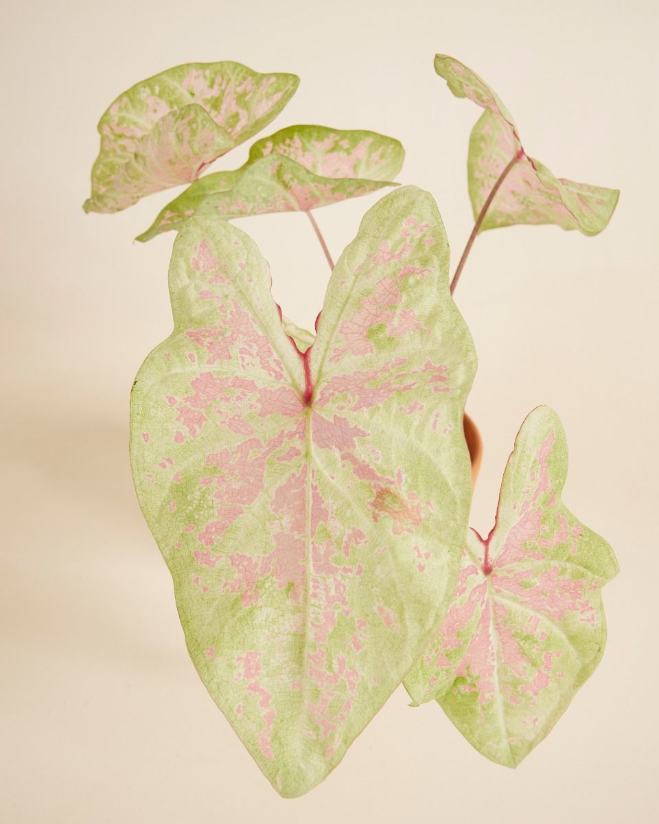 Baby Caladium Caladio Caladium Tuber - Seafoam Pink