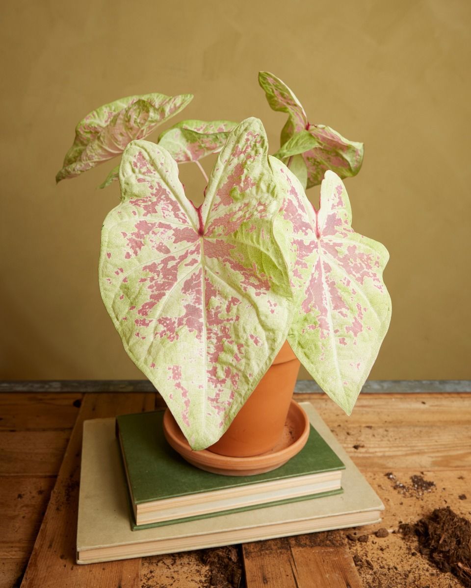 Baby Caladium Caladio Caladium Tuber - Seafoam Pink
