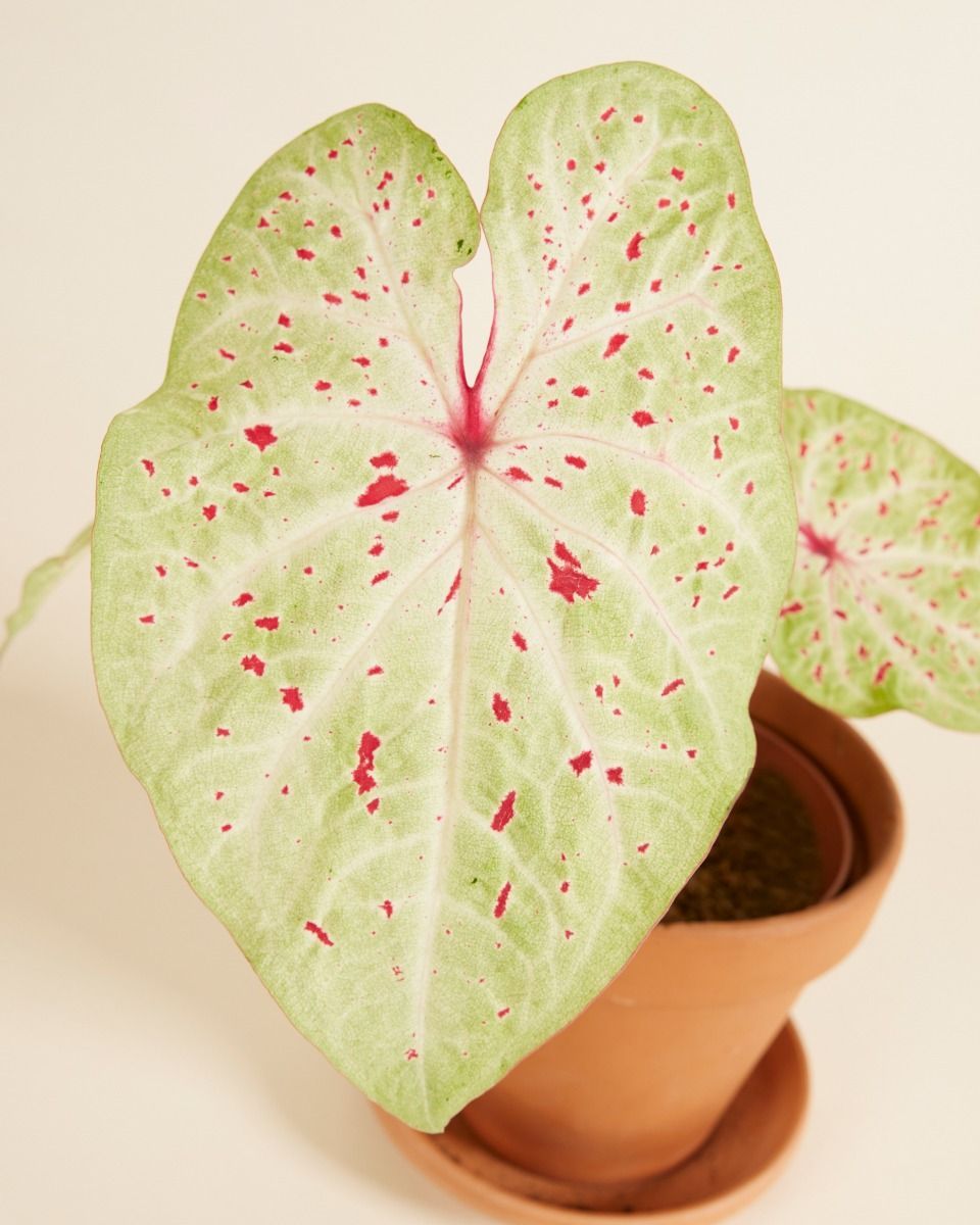 Baby Caladium Caladium Tuber - Miss Muffet