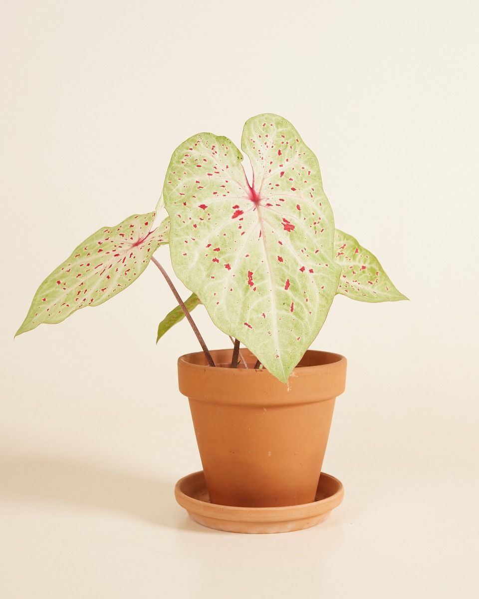 Baby Caladium Caladium Tuber - Miss Muffet