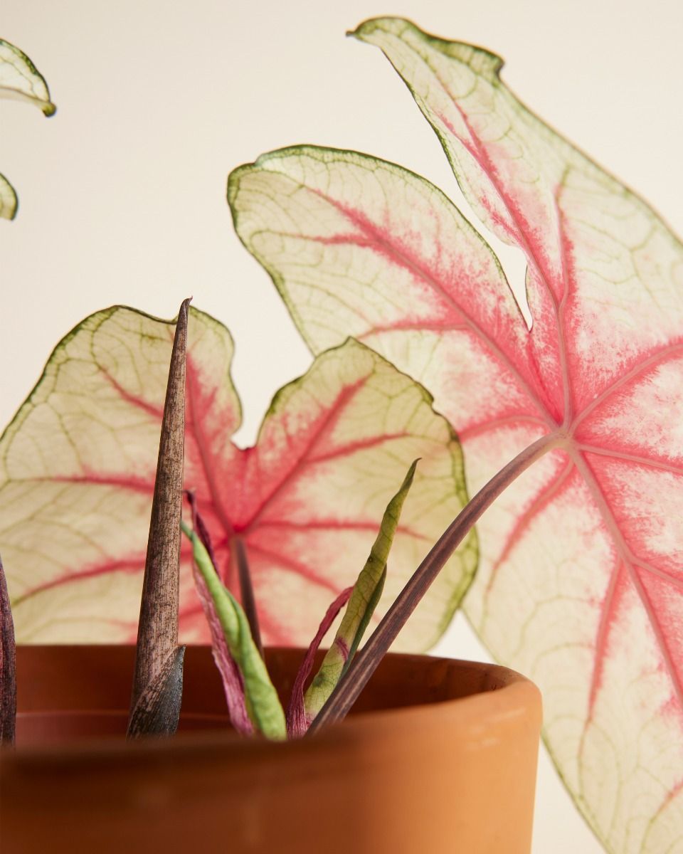 Bébé Caladium Caladium Tuber - Fiesta