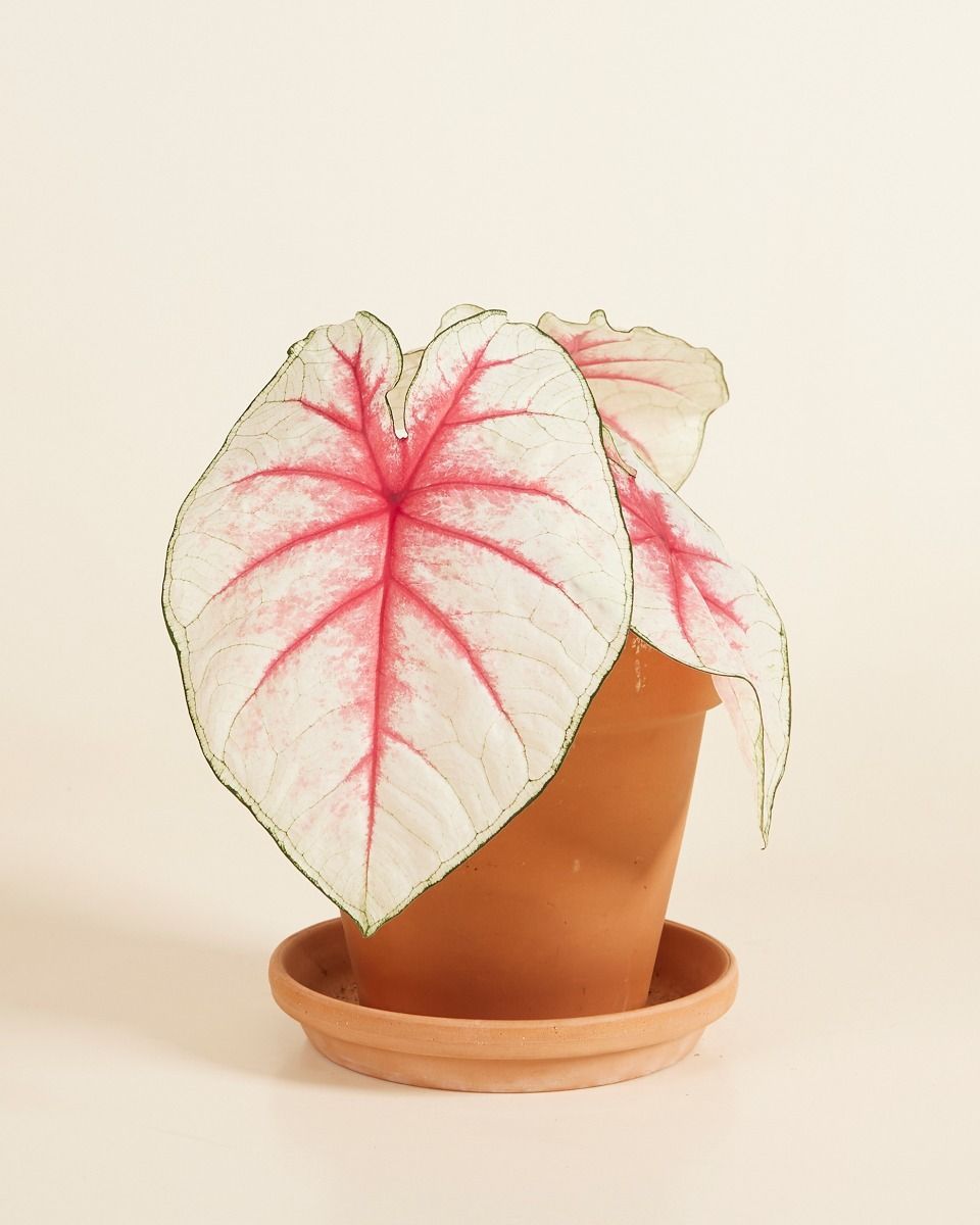 Baby Caladium Caladium Tuber - Fiesta