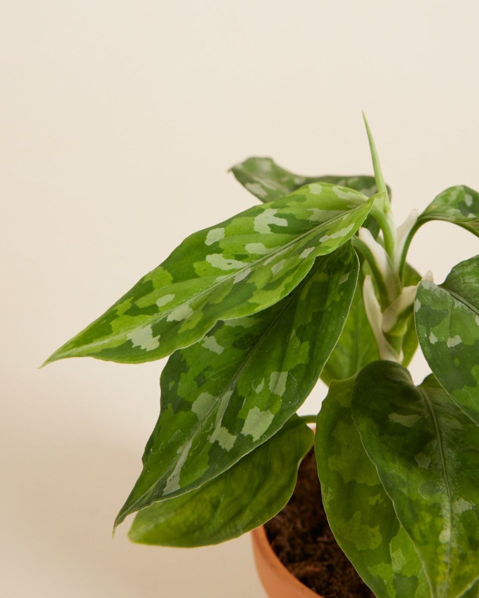 Baby Aglaonema Chinese Evergreen Tricolor 
