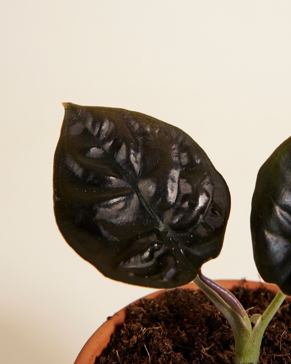 Baby Alocasia Elefantenohr Infernalis 