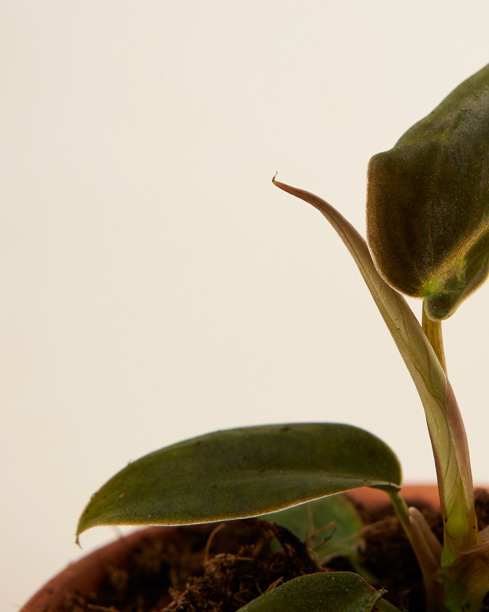 Baby Philodendron Baumfreund Gigas 