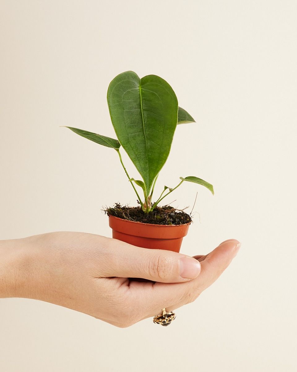 Bébé Anthurium Peltigerum