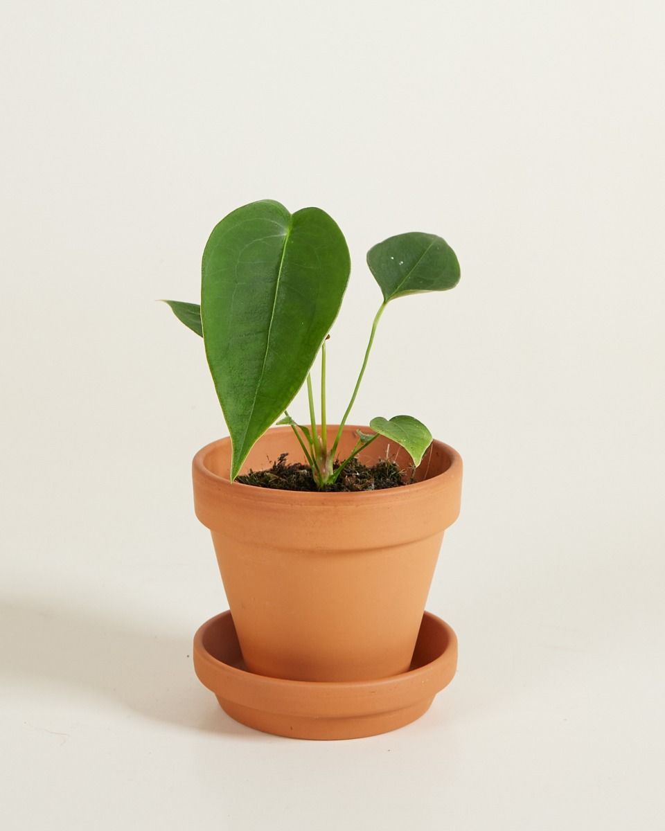 Bébé Anthurium Peltigerum 