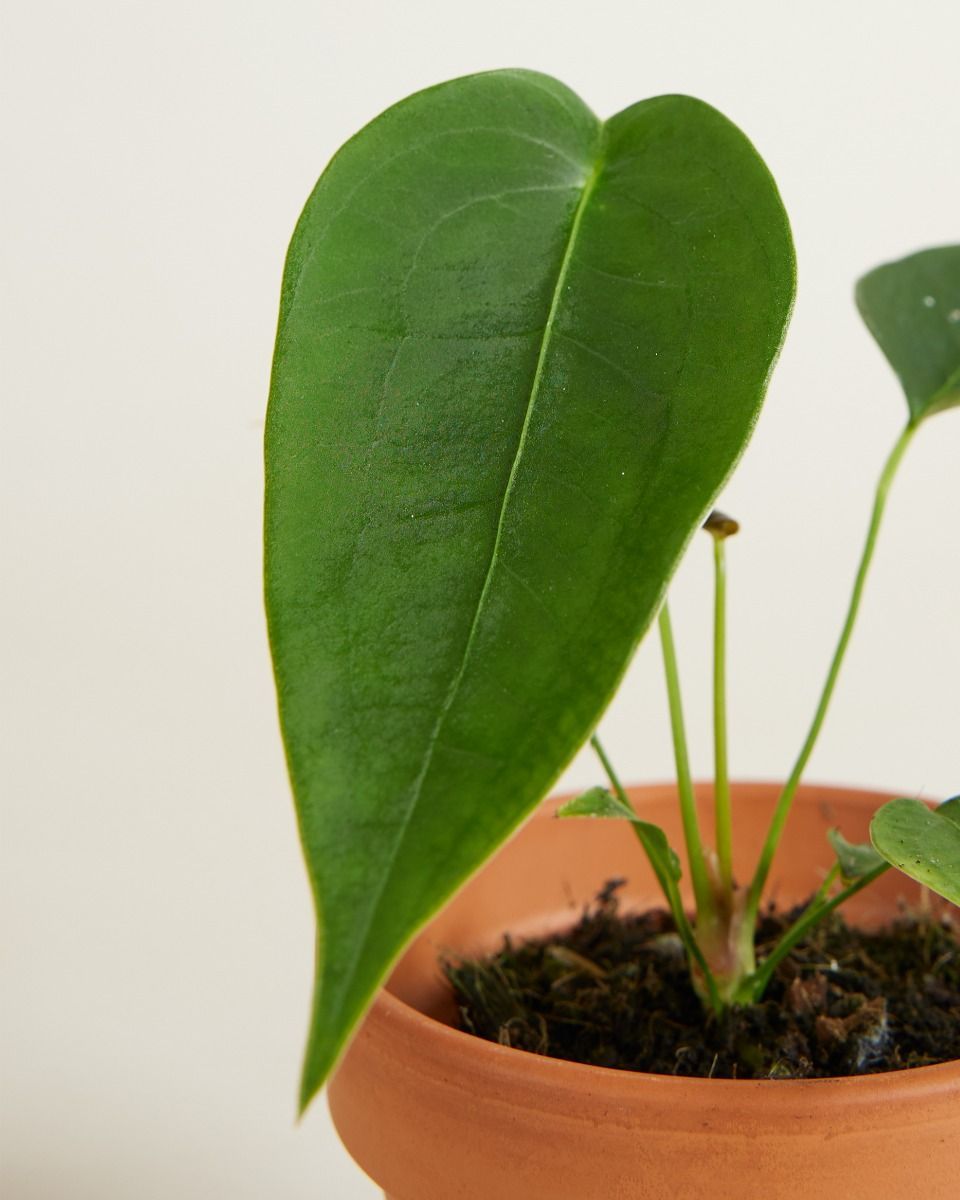 Bébé Anthurium Peltigerum 