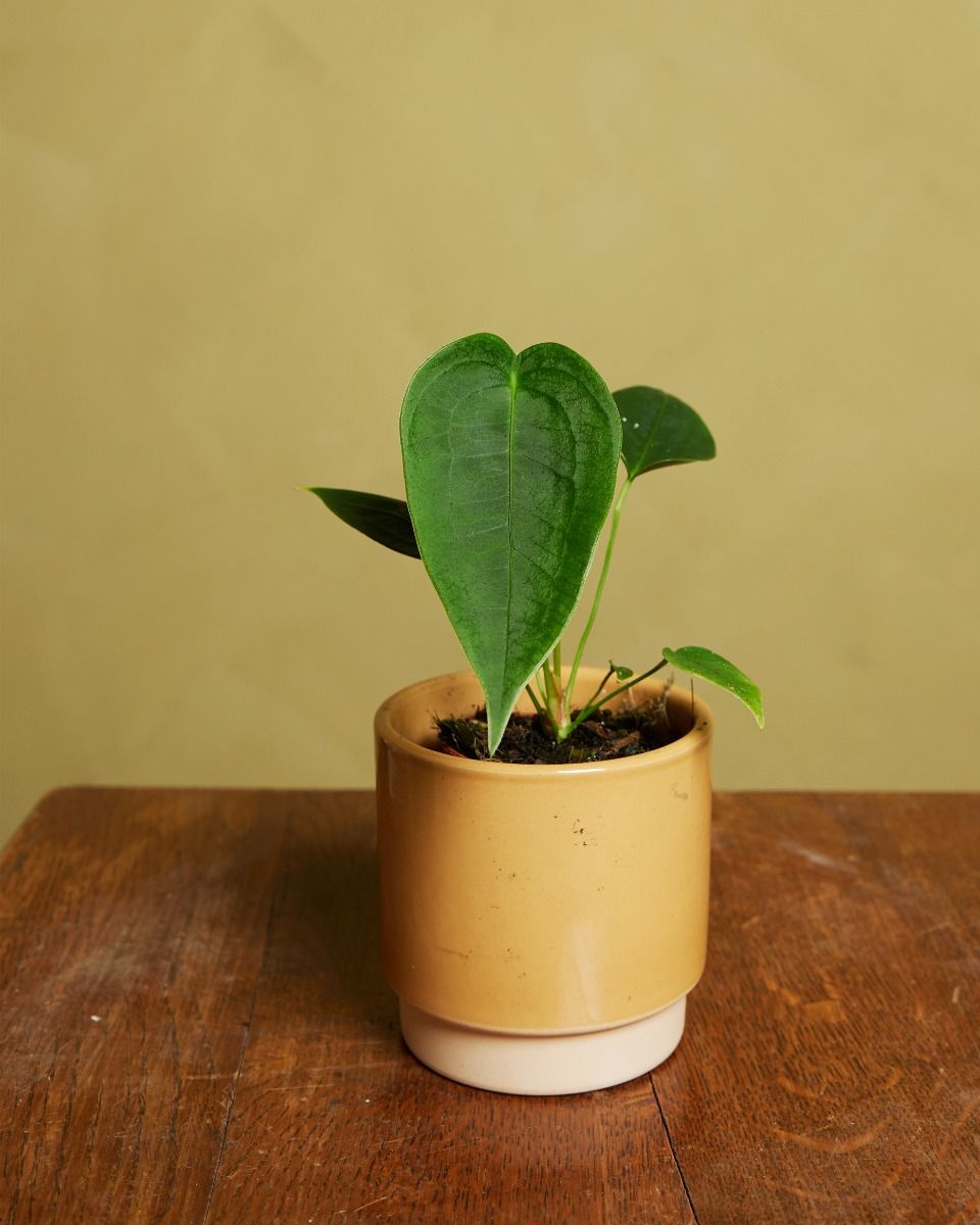 Bébé Anthurium Peltigerum 