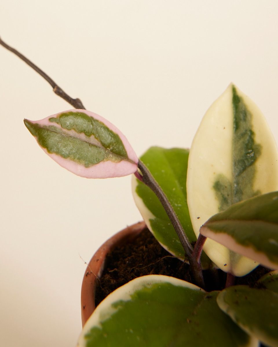 Baby Hoya Wachsblume Flamingo Dream 'Star of Java'