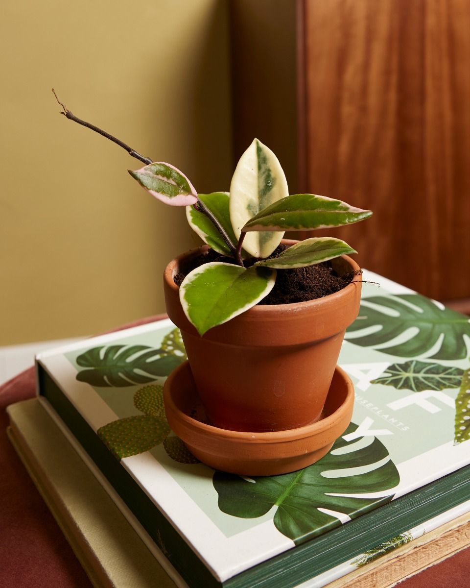 Baby Hoya Wachsblume Flamingo Dream 'Star of Java'