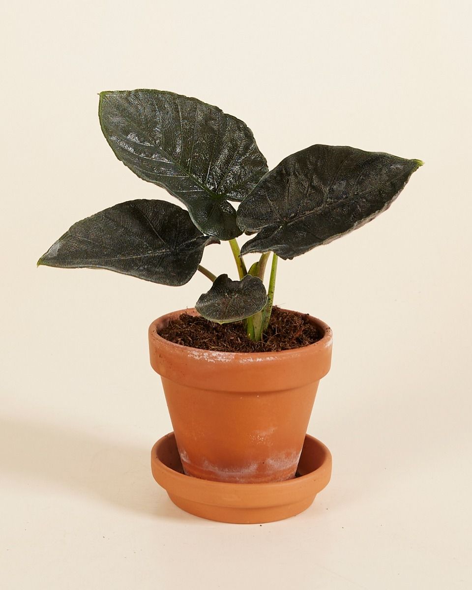 Baby Alocasia Elefantenohr Antoro Velvet
