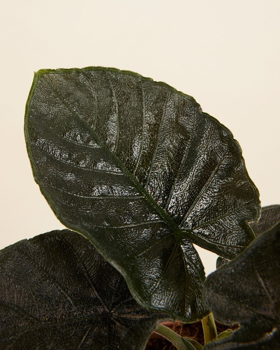 Baby Alocasia Elefantenohr Antoro Velvet