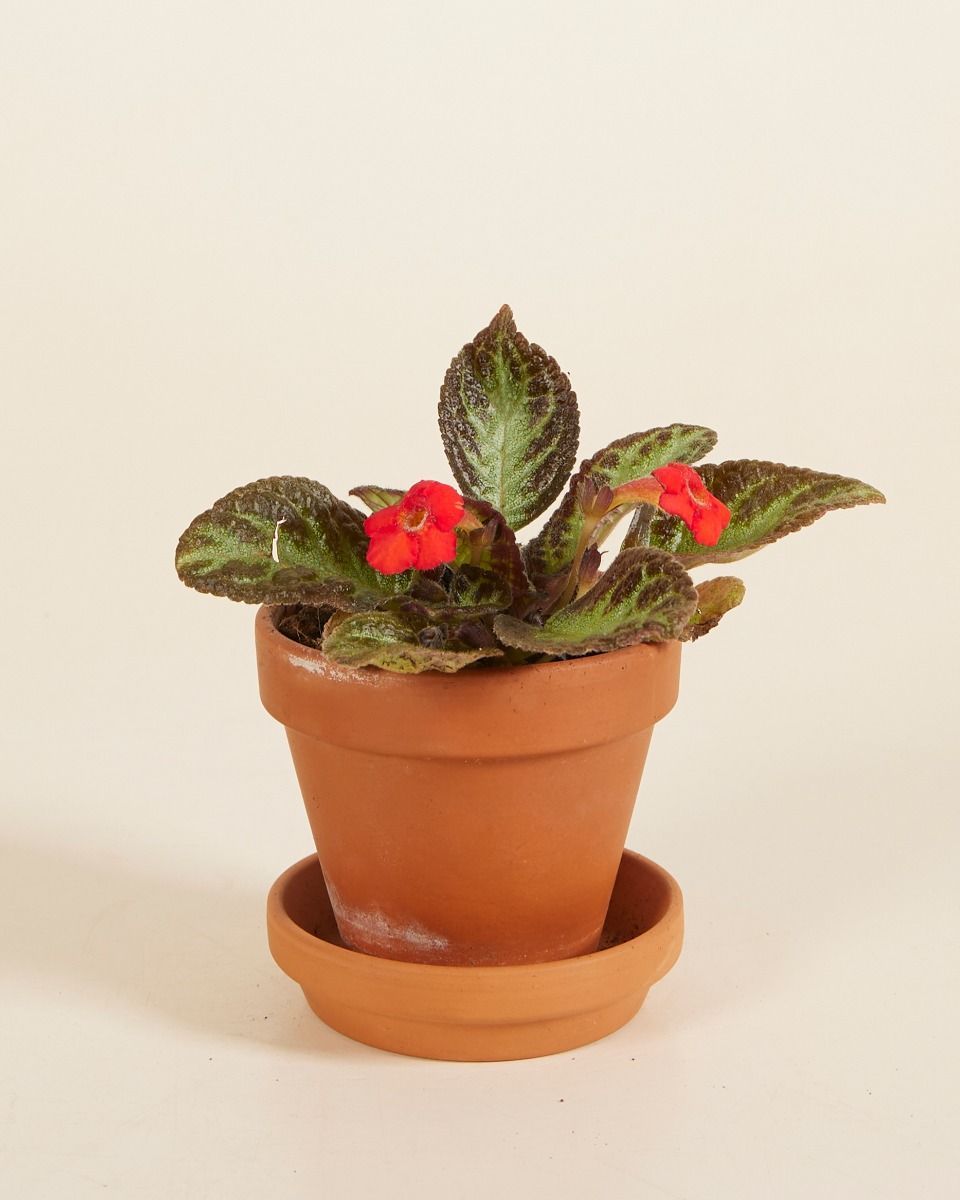 Bébé Episcia Silver Shield
