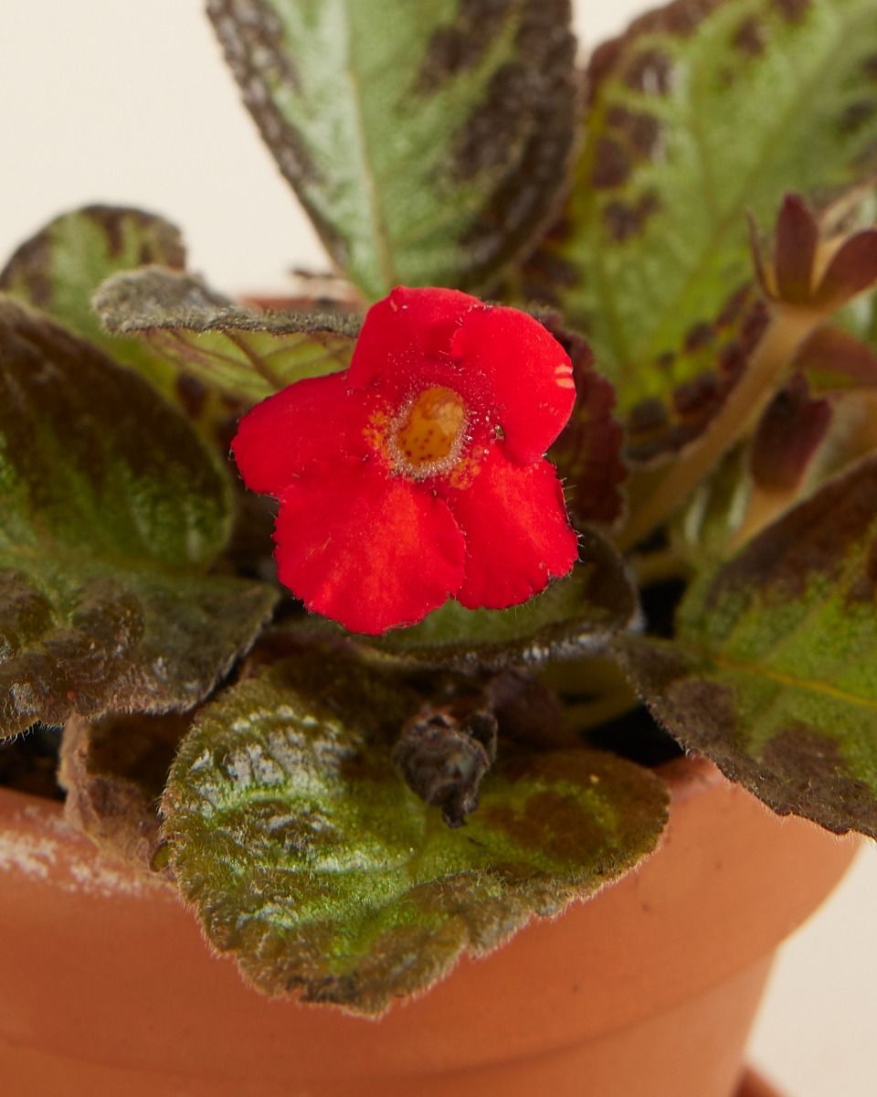 Bébé Episcia Silver Shield