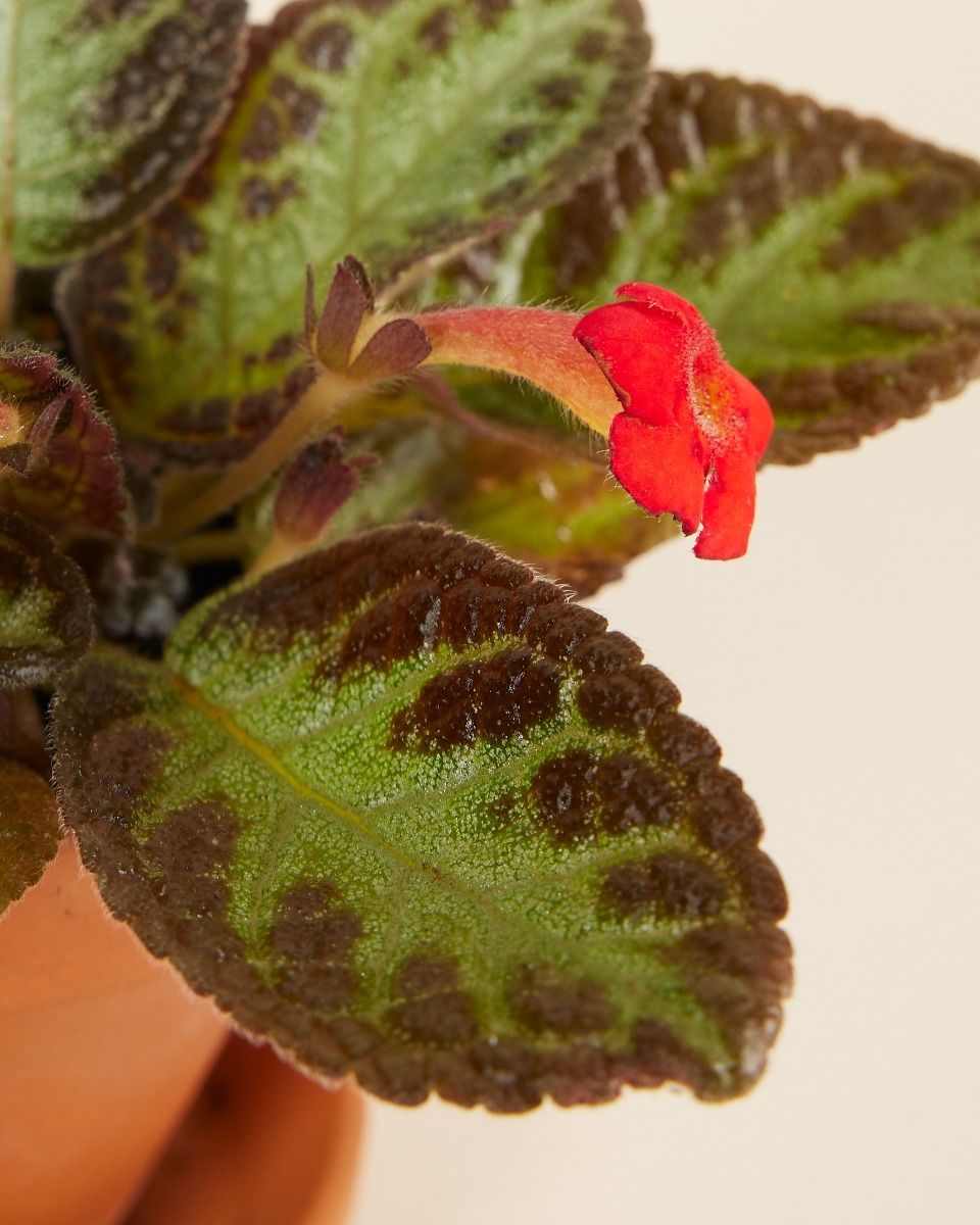 Bébé Episcia Silver Shield