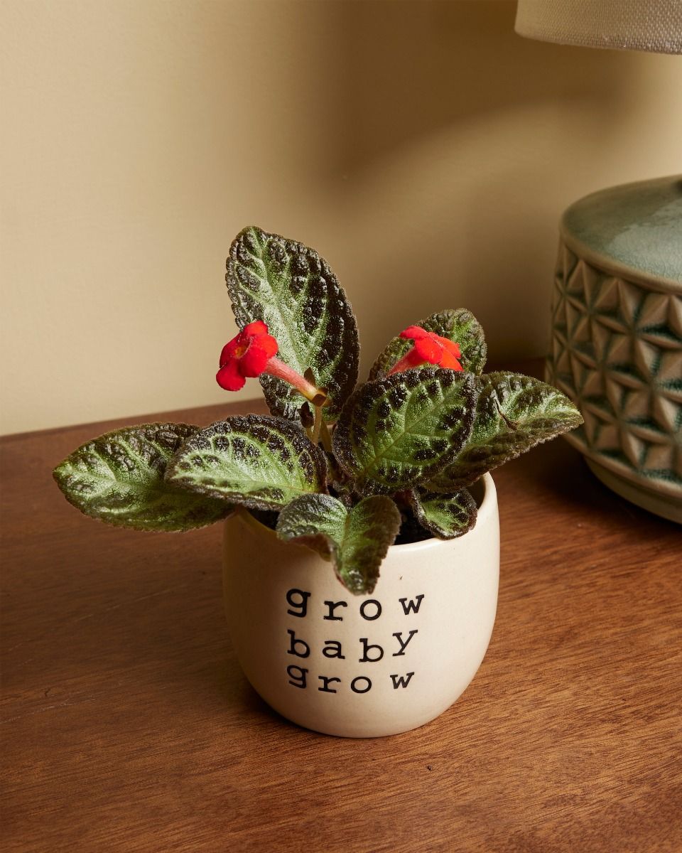Bébé Episcia Silver Shield