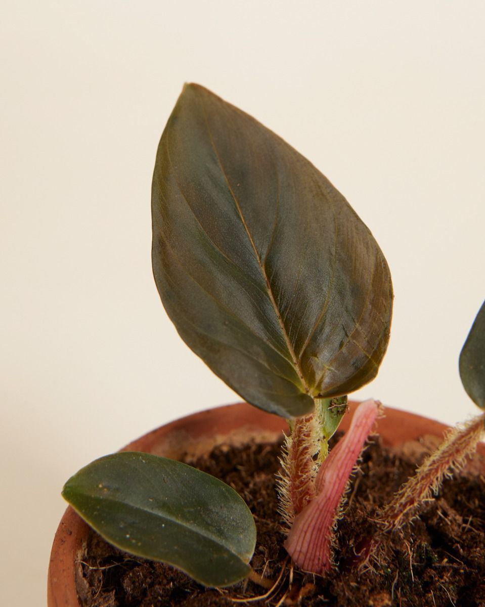 Bébé Philodendron Squamicaule Red 