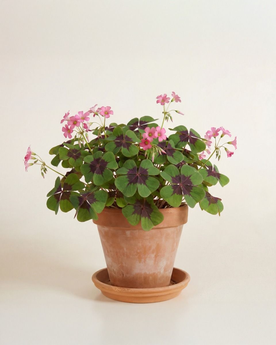 Baby Oxalis Deppei Oxalis Deppei Tuber - Iron Cross 