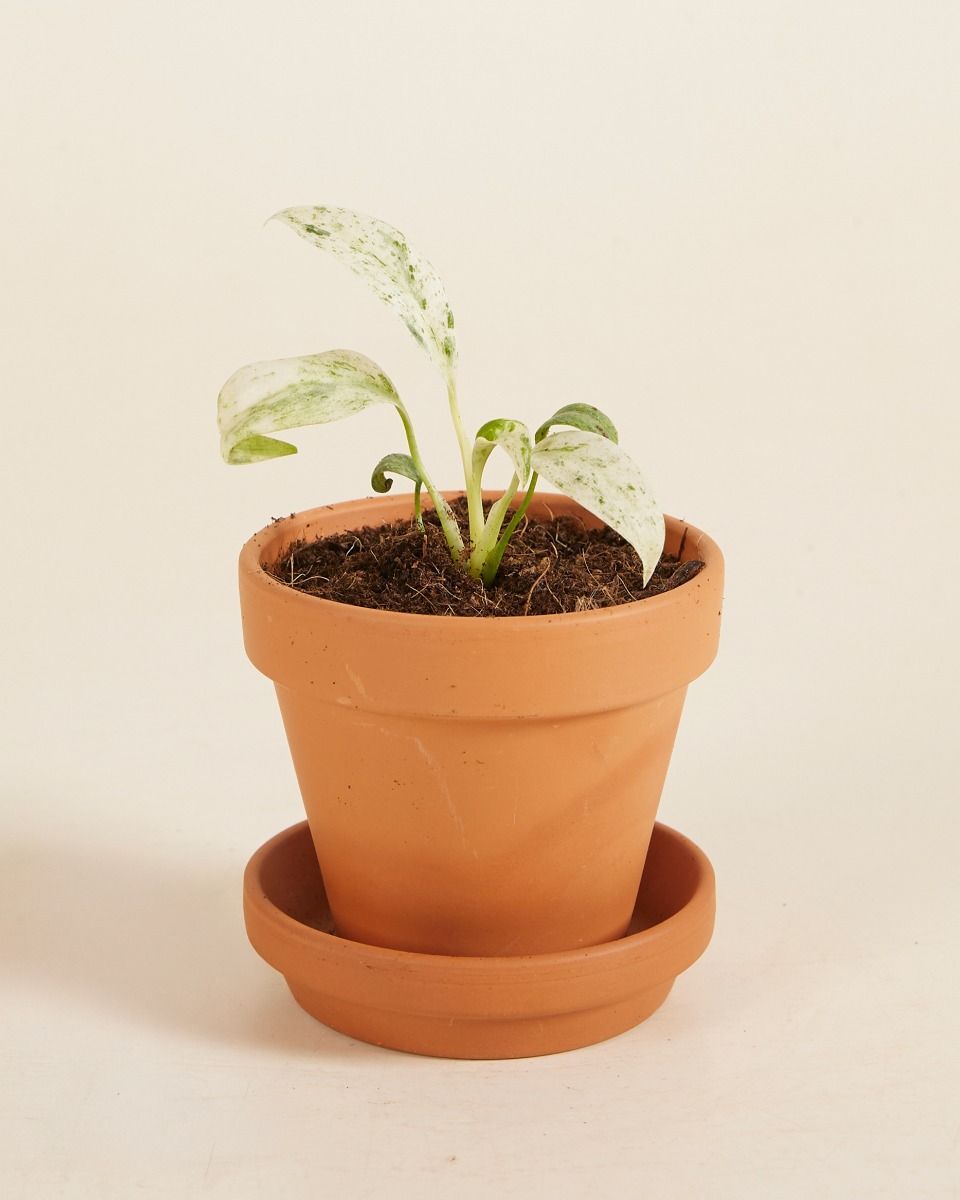 Baby Rhaphidophora Puberula Variegata