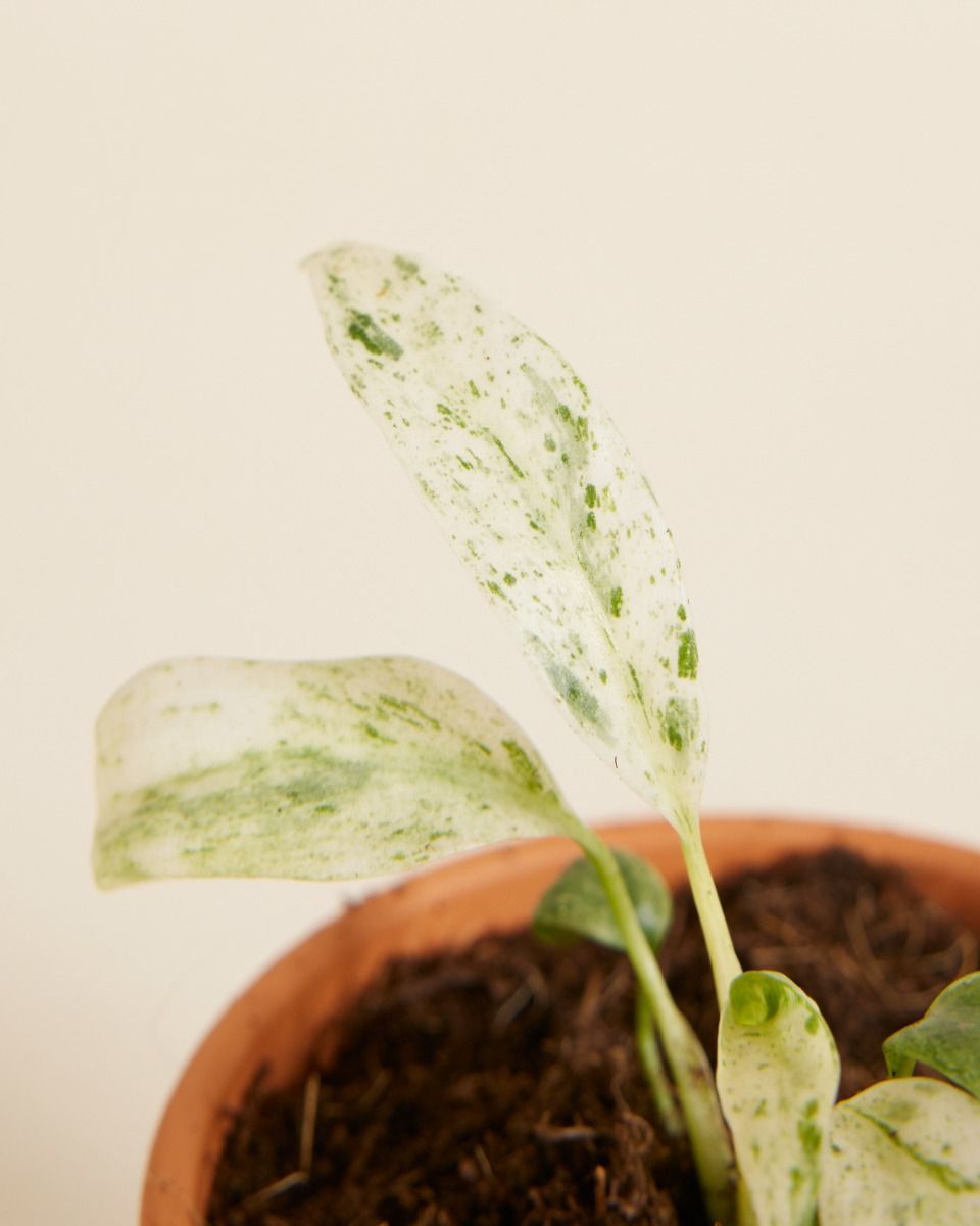 Baby Rhaphidophora Puberula Variegata