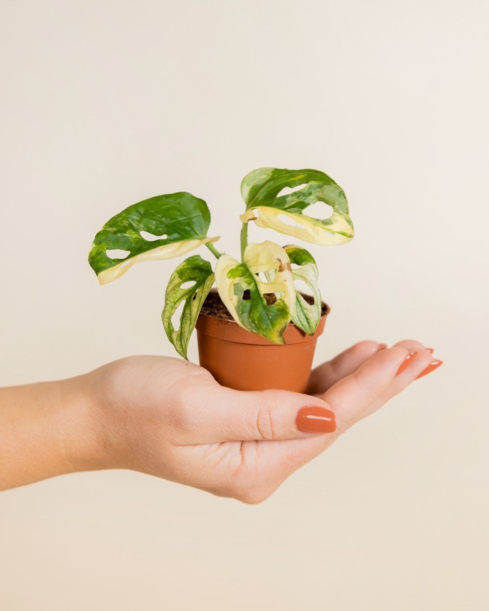 Baby Monstera Adansonii Variegated