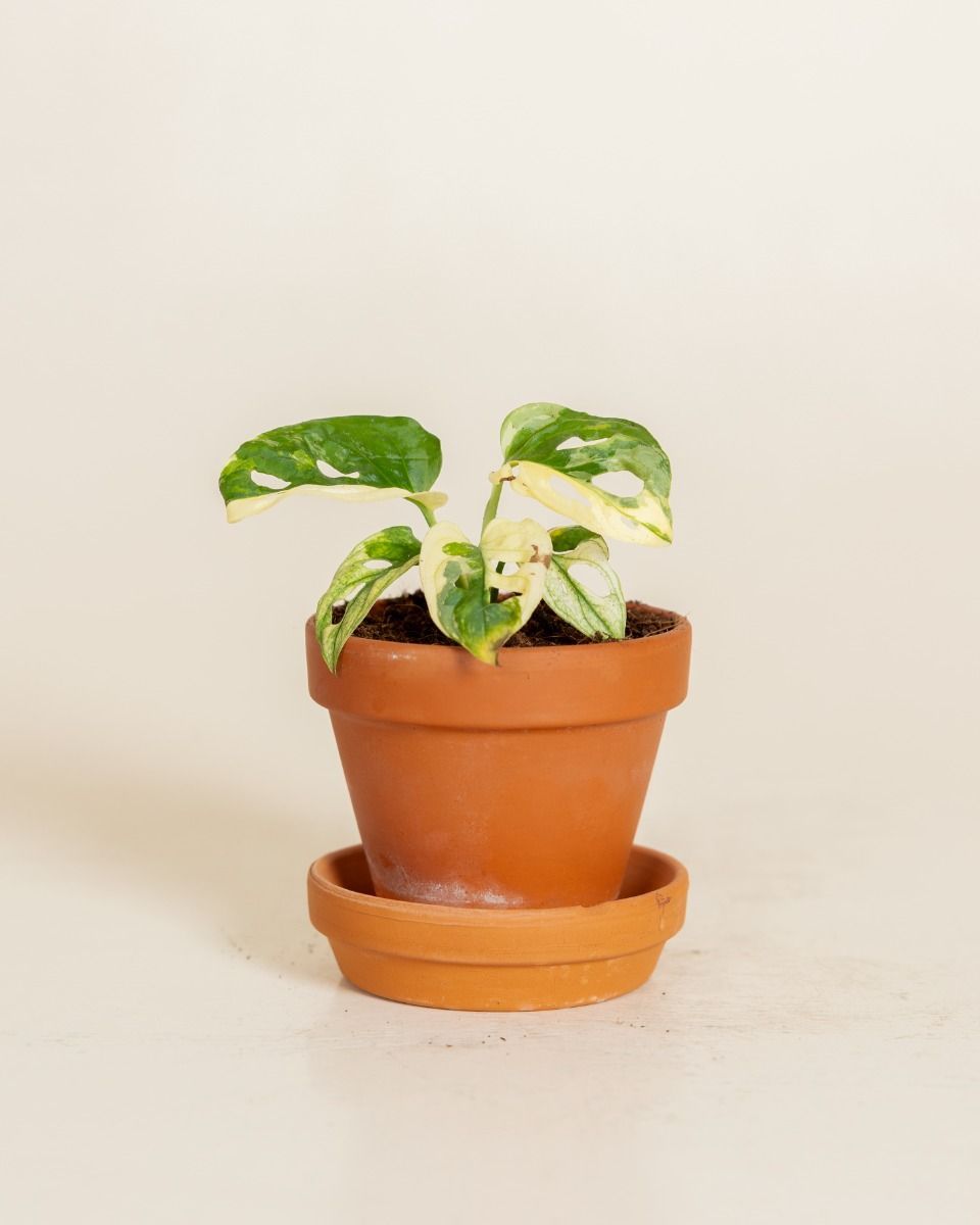 Baby Monstera Adansonii Variegated