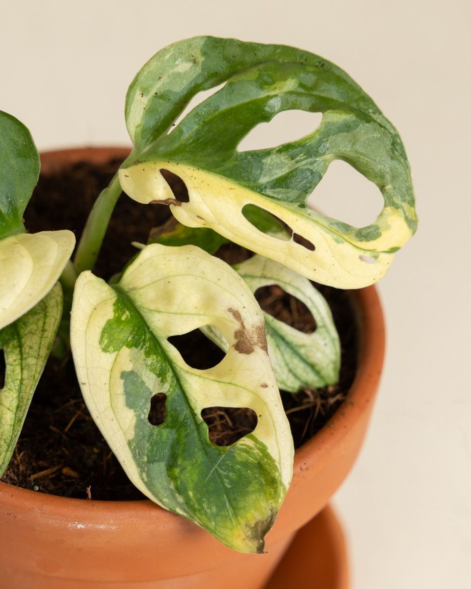 Baby Monstera Adansonii Variegated