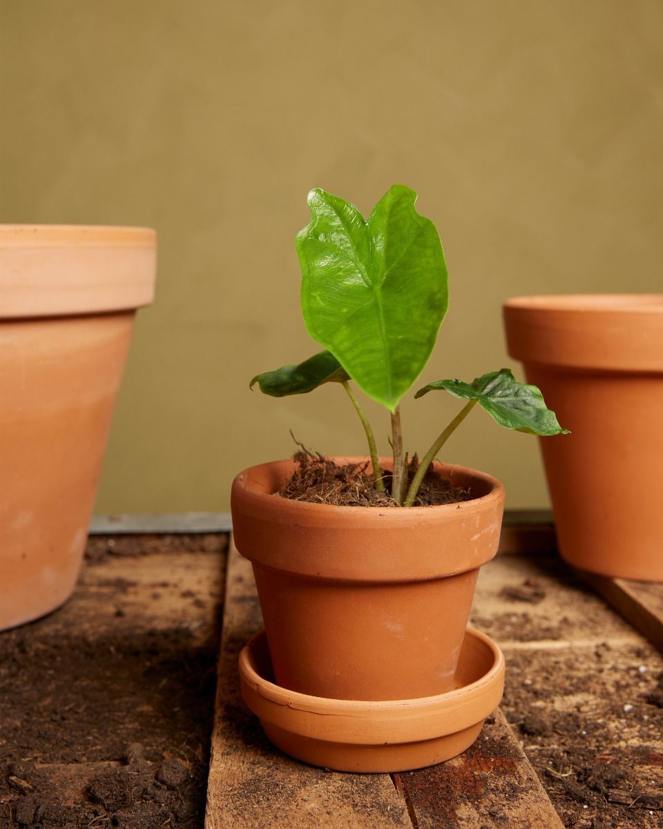 Baby Alocasia Elephant Ears Nycteris Batwing