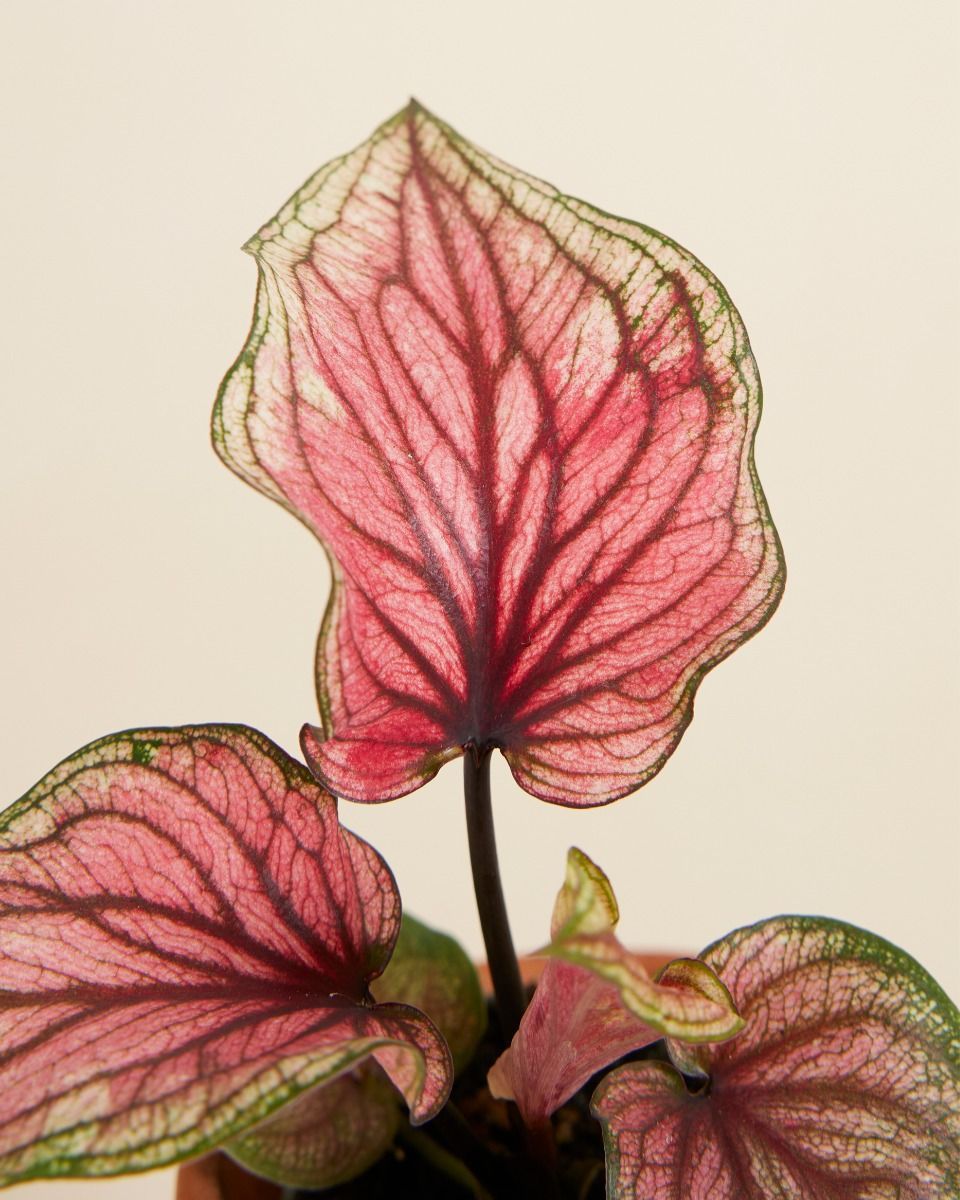 Bébé Caladium Lucia