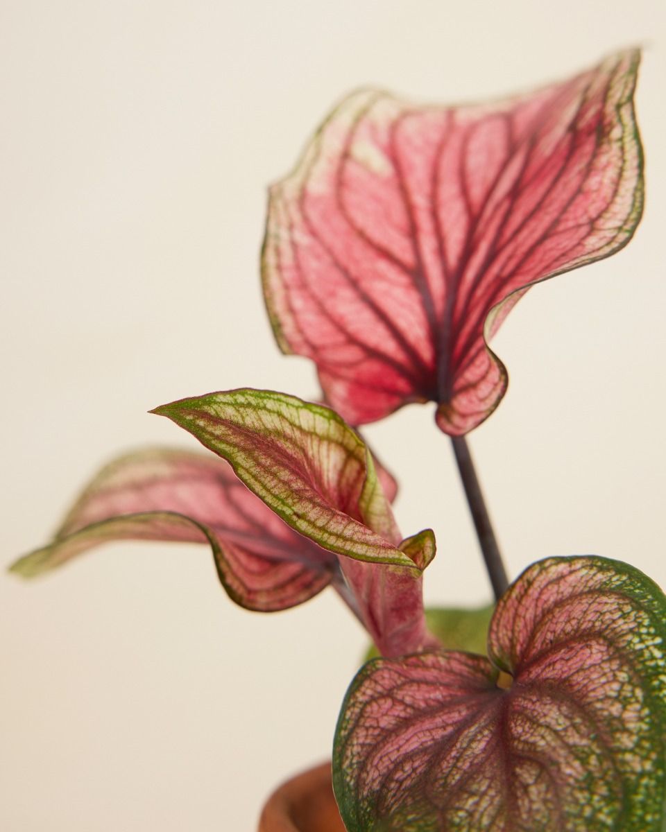 Bébé Caladium Lucia
