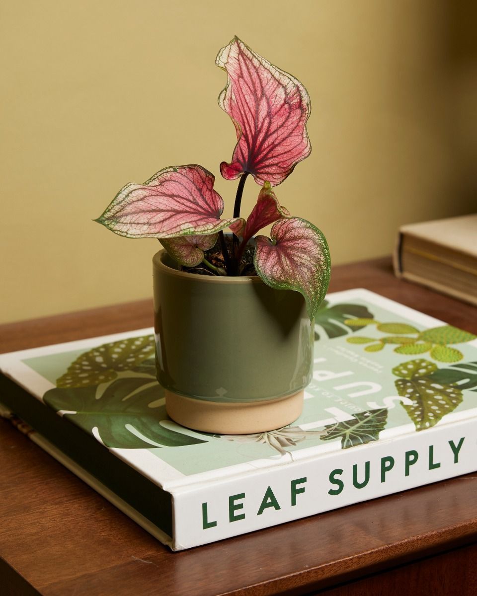 Bébé Caladium Lucia