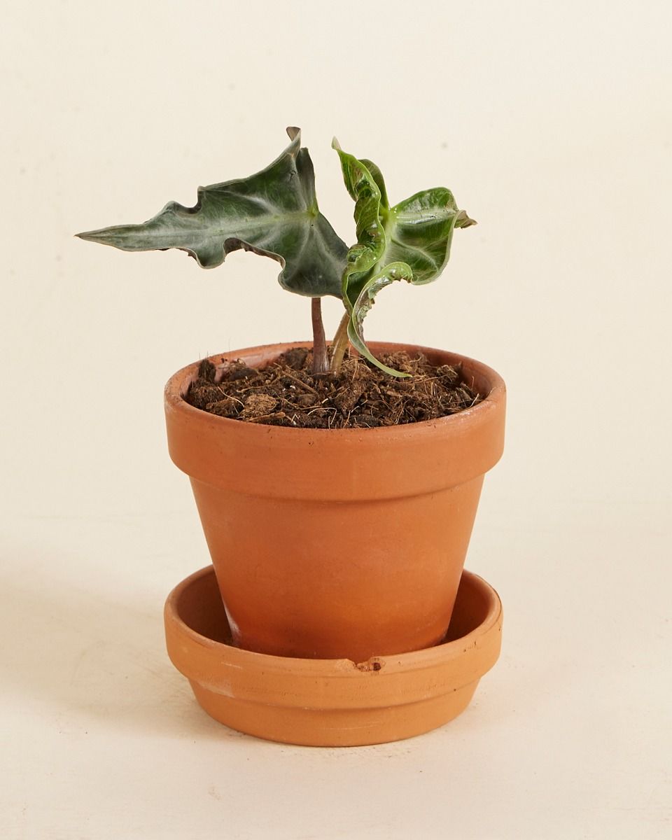 Baby Alocasia Elephant Ear Loco