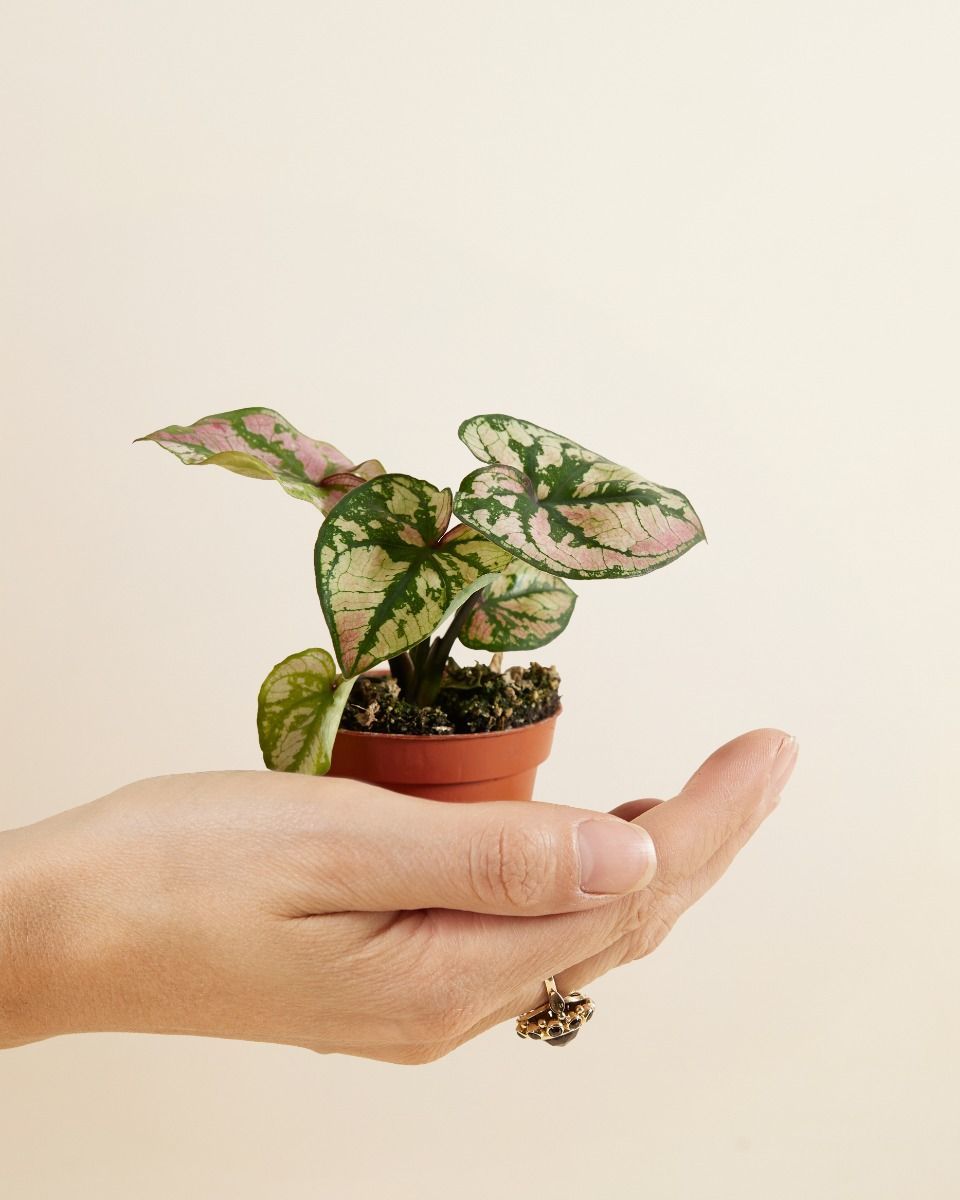 Bébé Caladium Caladium - Purple Light