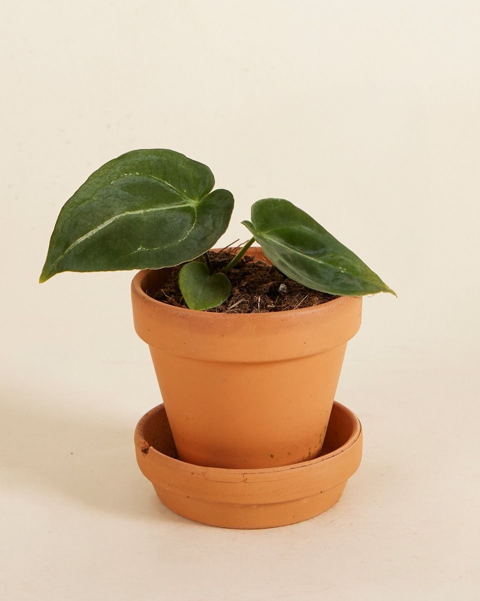 Baby Anthurium Forgetii