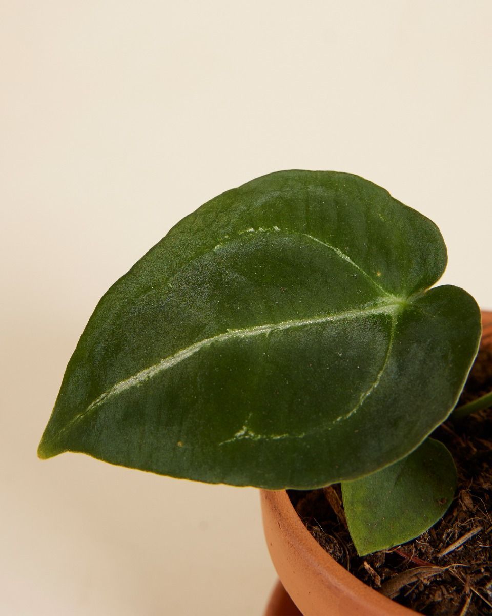 Baby Anthurium Forgetii