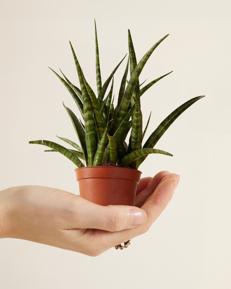 Baby Sansevieria Snake plant Fernwood Punk