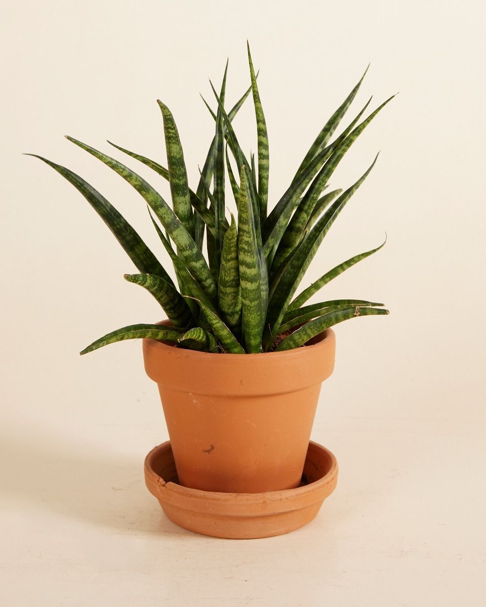 Baby Sansevieria Snake plant Fernwood Punk
